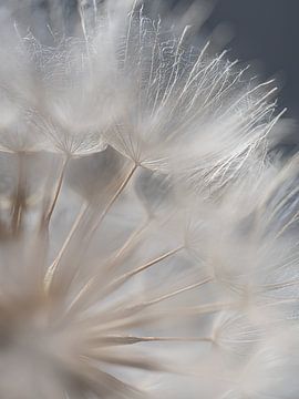 Dromerige sfeer: Lichtval op de pluisjes van Marjolijn van den Berg