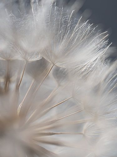 Dromerige sfeer: Lichtval op de pluisjes