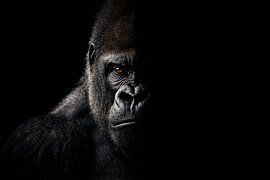 Dunkles Gorilla-Porträt in Licht und Schatten – kraftvolle Wildlife-Fotografie von Design Wall Arts