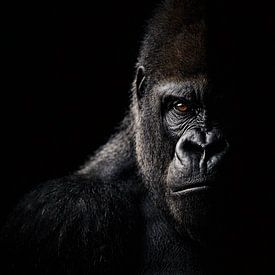 Dunkles Gorilla-Porträt in Licht und Schatten – kraftvolle Wildlife-Fotografie von Design Wall Arts