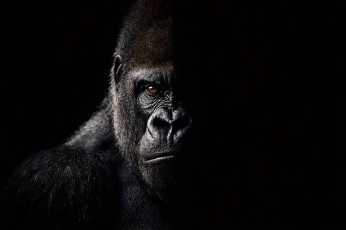 Dark gorilla portrait in light and shadow – powerful wildlife photography