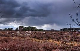 Schafe suchen Schutz vor dem Sturm von Bart Verdijk