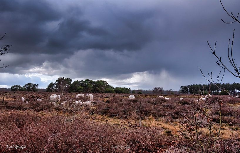 Sheep walking towards cover for the storm by Bart Verdijk