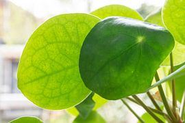 Transparant blad van Studio Bosgra