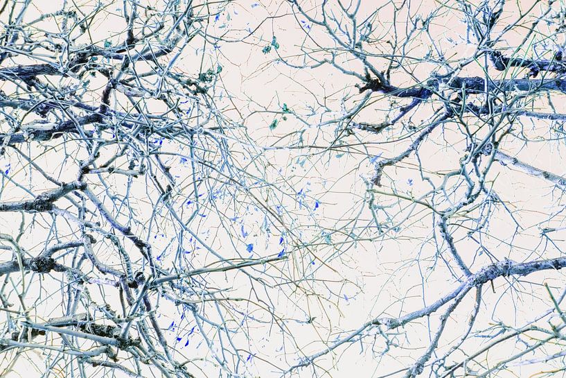 Blue branches by Photo Dutch Salt Photo Dutch Salt