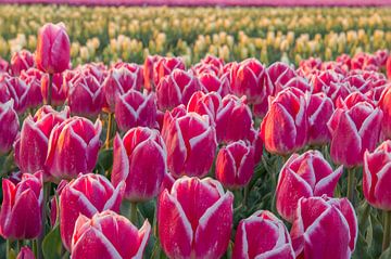 Champ de tulipes coloré au lever du soleil
