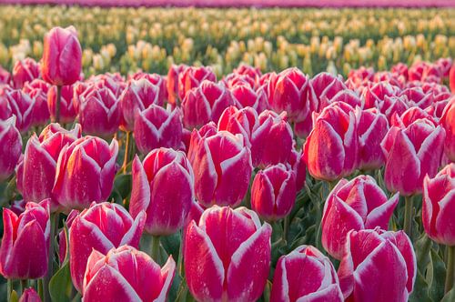 Kleurig tulpenveld bij zonsopkomst