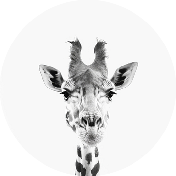 Giraffe in zwart-wit
