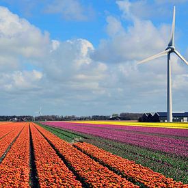 Bloeiend Holland von Hilda Photo