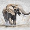 Elefant im Wasser von Lucia
