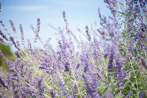 Blühender Lavendel