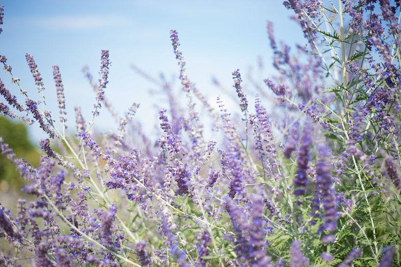 Lavendel in bloei van Charley Aimée
