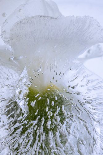 Oeillet blanc en glace 2