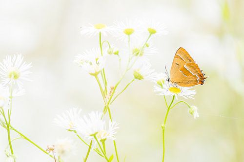 Sleedoornpage op bloem
