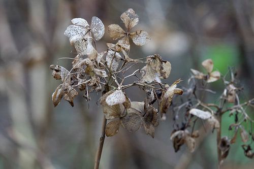 hortensia #10