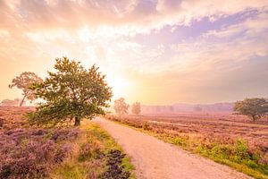 Blooming Heather plants in Heathland landscape during sunrise