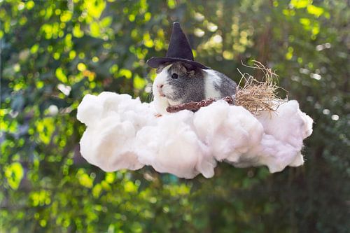 Meerschweinchenhexe auf einer Wolke