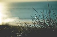 Close up van helmgras bij de Noordzee in Zandvoort