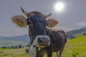Allgäuer Braunvieh