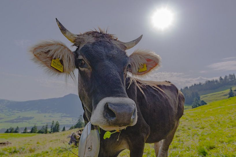 Allgäu bruin rundvee van Walter G. Allgöwer