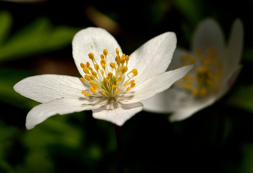  wood anemone, par Leo Langen