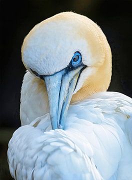 Short break. Gannet, Faroe Islands by Rietje Bulthuis