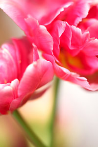 tulipes