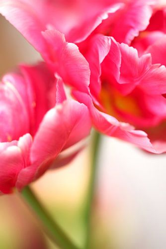 tulpen