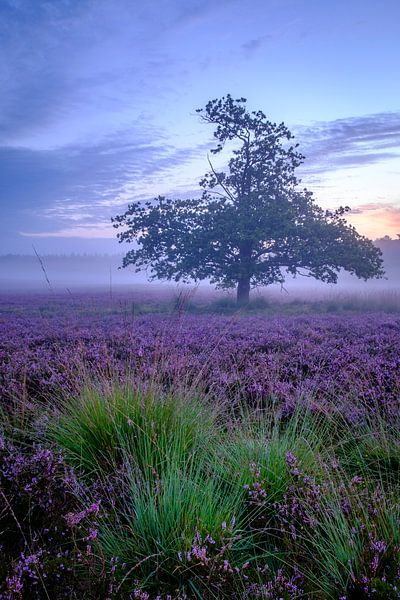 Eikenboom omringd door bloeiende Heideplanten tijdens zonsopgang van Sjoerd van der Wal Fotografie