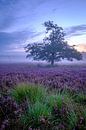 Eikenboom omringd door bloeiende Heideplanten tijdens zonsopgang van Sjoerd van der Wal Fotografie thumbnail