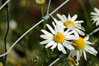 Wilde Blumen