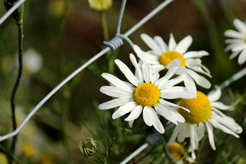 Wilde Blumen van ines meyer