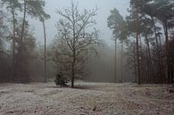 Het Bergherbos op een winterse ochtend in de mist van René Jonkhout thumbnail