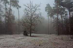 Der Bergherbos an einem nebelverhangenen Wintermorgen von René Jonkhout