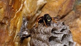 Wesp - Wasp - Guêpe - Wespe von Ben Kah