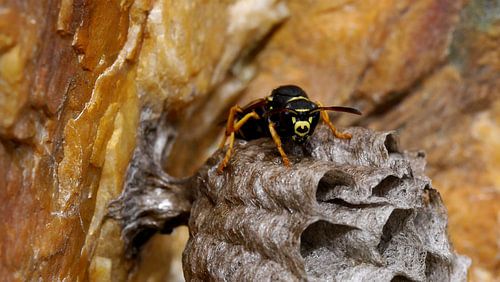 Wesp - Wasp - Guêpe - Wespe