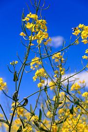Landschap in mei met koolzaad van Thomas Jäger