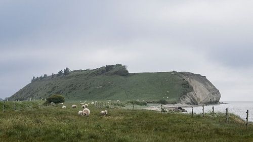 Schapen grazen bij Feggeklit