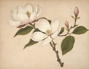 Magnolias partie 5 sur Timba Art