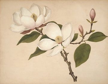 Magnolia's deel 5 van Timba Art