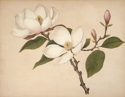Magnolias partie 5