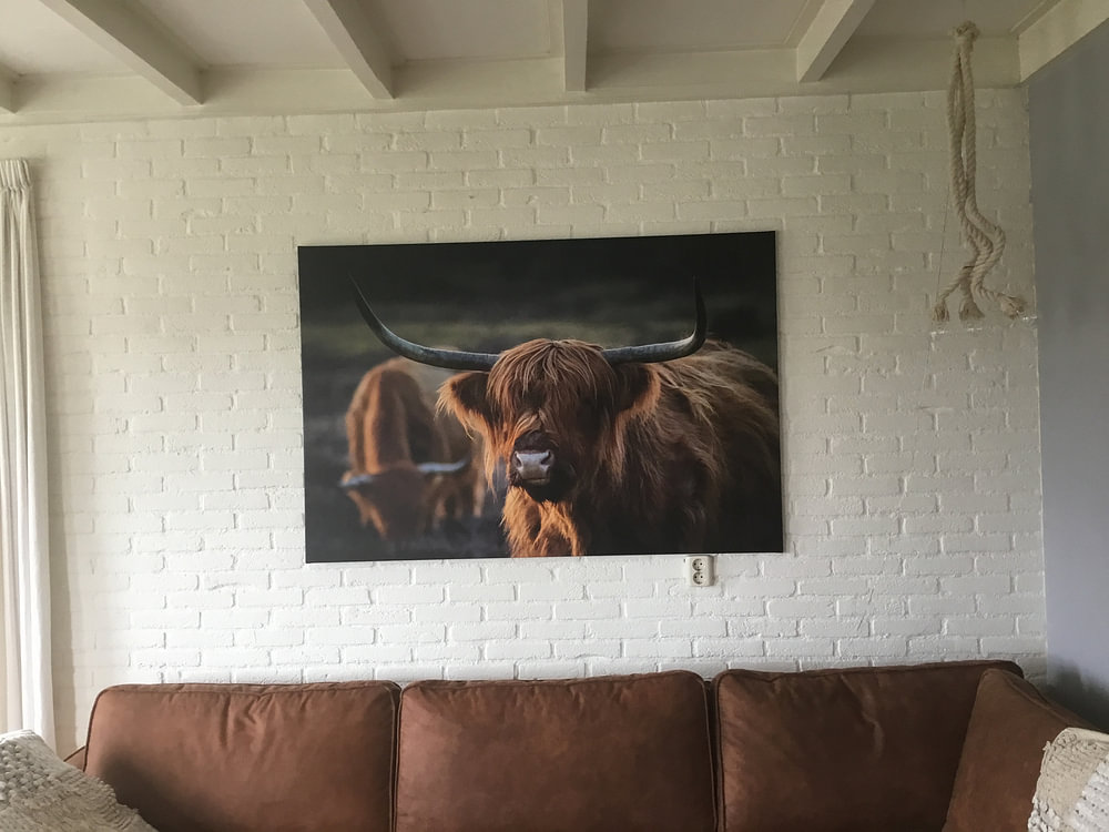 Schottischer Highlander im Abendlicht. Goldene Stunde. Schottisches Hochlandrind, von Henk Van Nunen Fotografie