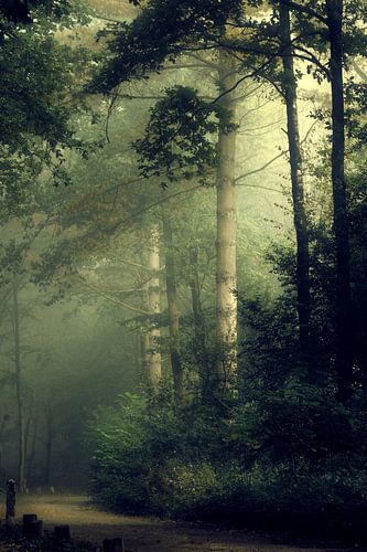 Misty Morning (mistige morgen)