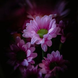 Flowers in a different light by Nicole Geerinck