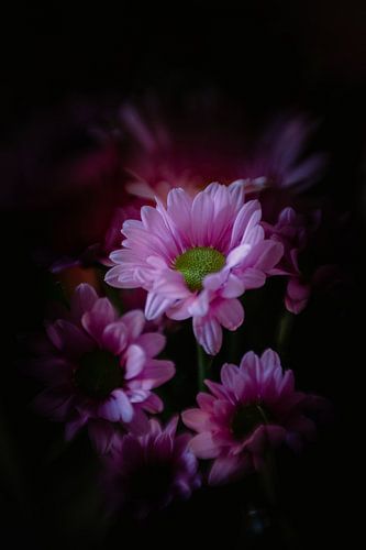Flowers in a different light by Nicole Geerinck