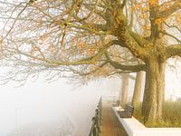 Fog and autumn in Zutpen