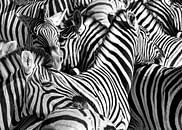 Zebra's van Alex Neumayer thumbnail