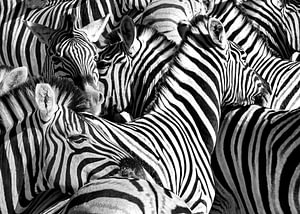 Zebra Herde