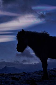 Een IJslands paard voor een parelmoerwolk II van Elisa in Iceland