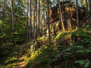 Gehackter Weg, Suisse saxonne - Sentier forestier près de Bärenhorn